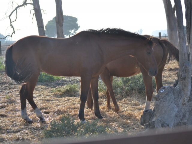 cavalli anglo arabi