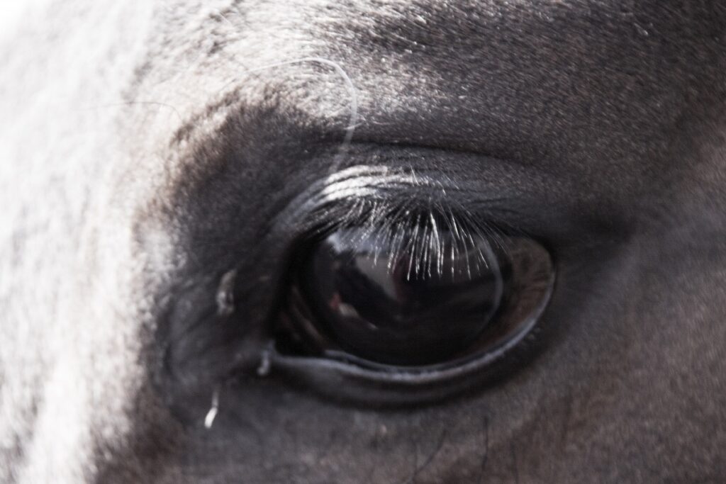 occhi dio cavallo